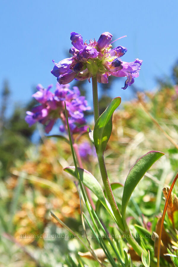 small-flowered penstemon (Penstemon procerus) [Blue Mountain, Olympic National Park, Clallam County, Washington]