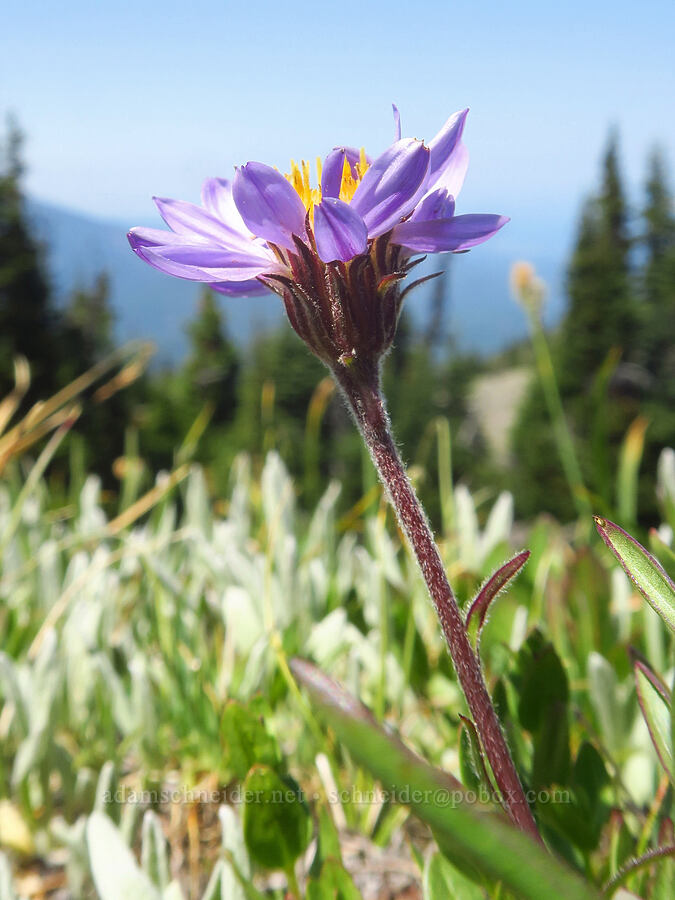 tundra aster (Oreostemma alpigenum (Aster alpigenus)) [Blue Mountain, Olympic National Park, Clallam County, Washington]
