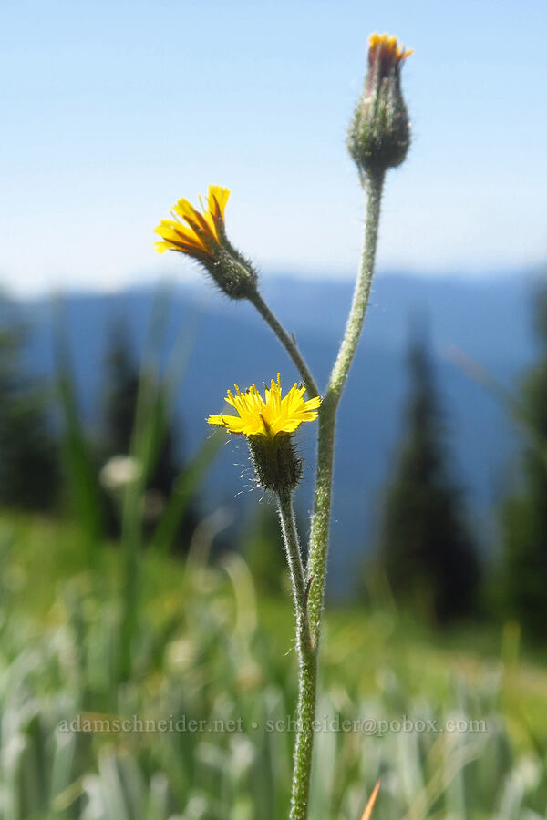 alpine hawkweed (Hieracium gracile (Hieracium triste) (Pilosella tristis)) [Blue Mountain, Olympic National Park, Clallam County, Washington]