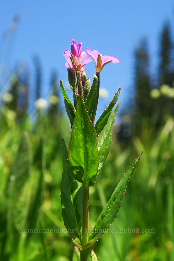 willow-herb (Epilobium ciliatum) [Deer Park, Olympic National Park, Clallam County, Washington]