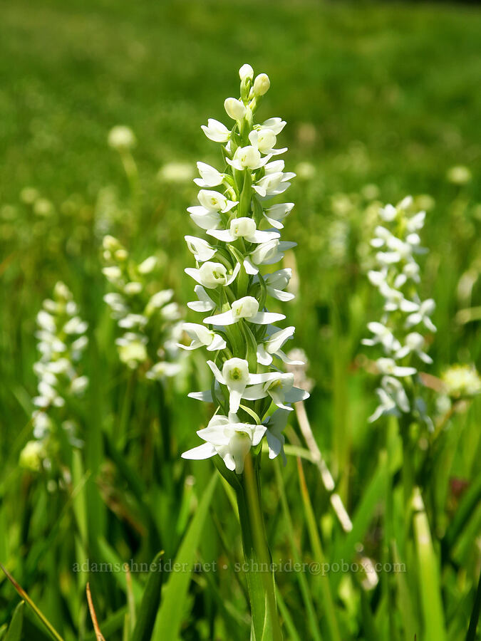 white bog orchid (Platanthera dilatata (Habenaria dilatata)) [Deer Park, Olympic National Park, Clallam County, Washington]