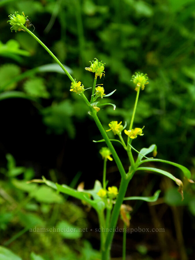 wodland buttercup (Ranunculus uncinatus) [Deer Park, Olympic National Park, Clallam County, Washington]