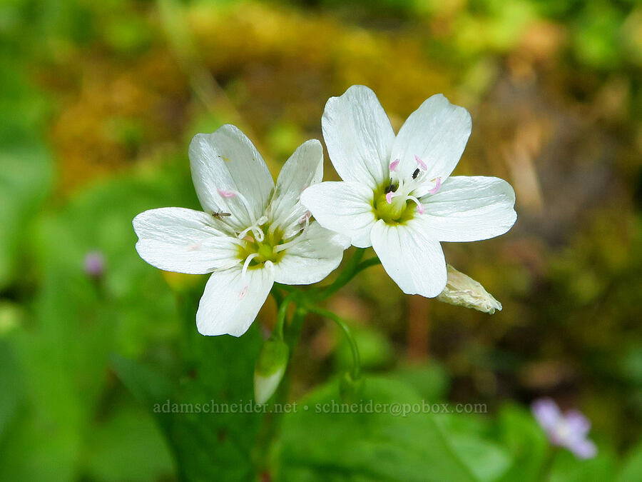 heart-leaf spring-beauty (Claytonia cordifolia (Montia cordifolia)) [Deer Park, Olympic National Park, Clallam County, Washington]