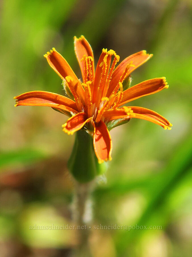 tiny orange agoseris (Agoseris aurantiaca) [Deer Park Road, Olympic National Park, Clallam County, Washington]