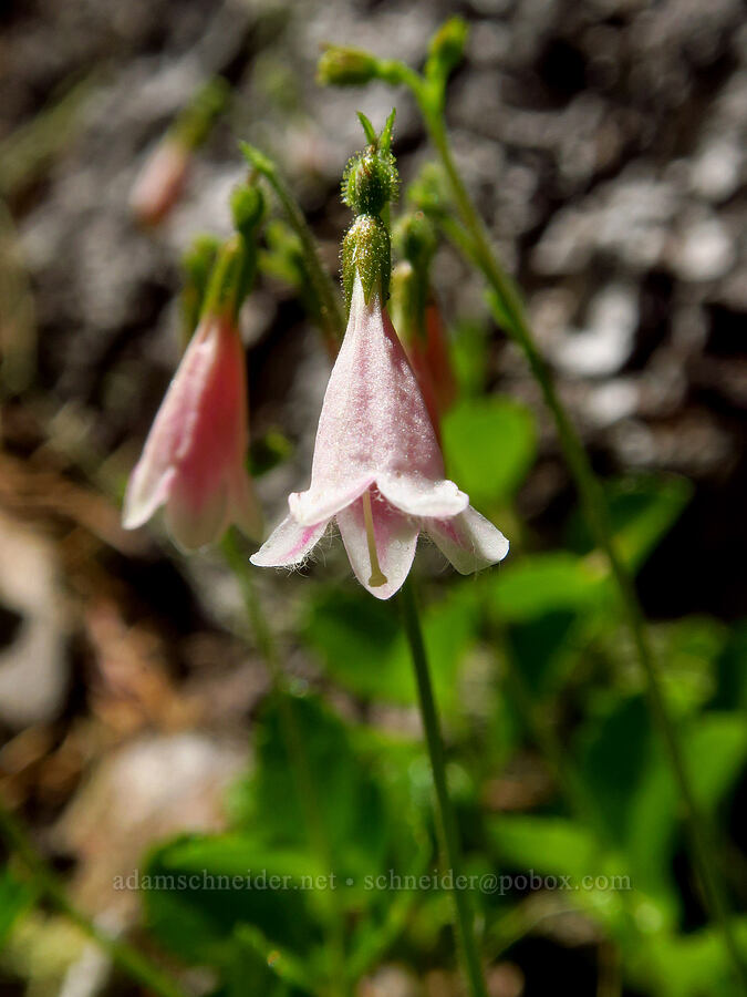 twinflower (Linnaea borealis) [Gold Lake Bog Research Natural Area, Willamette National Forest, Lane County, Oregon]