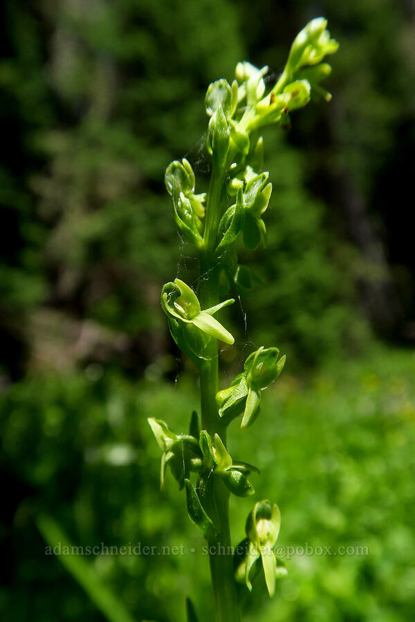 slender green bog orchid (Platanthera stricta) [Gold Lake Bog Research Natural Area, Willamette National Forest, Lane County, Oregon]
