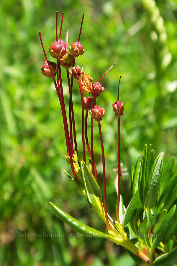 bog-laurel, going to seed (Kalmia microphylla (Kalmia polifolia ssp. microphylla)) [Gold Lake Bog Research Natural Area, Willamette National Forest, Lane County, Oregon]