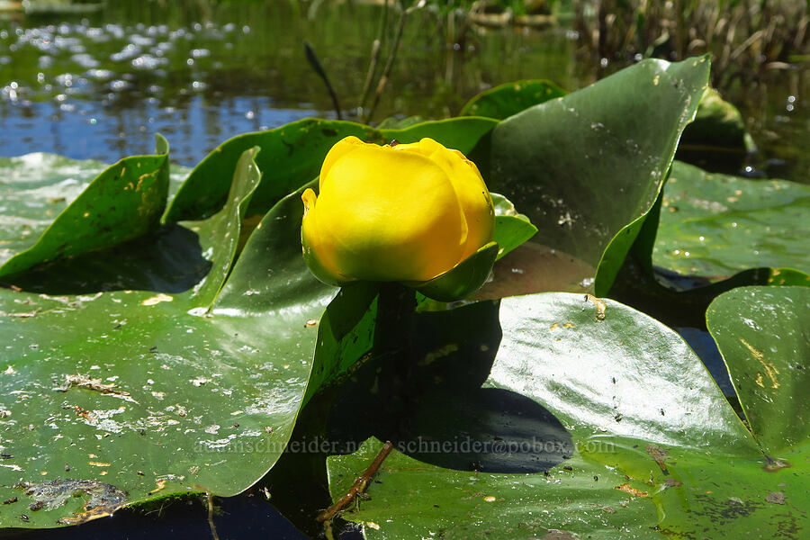 yellow pond-lily (Nuphar polysepala) [Gold Lake Bog Research Natural Area, Willamette National Forest, Lane County, Oregon]