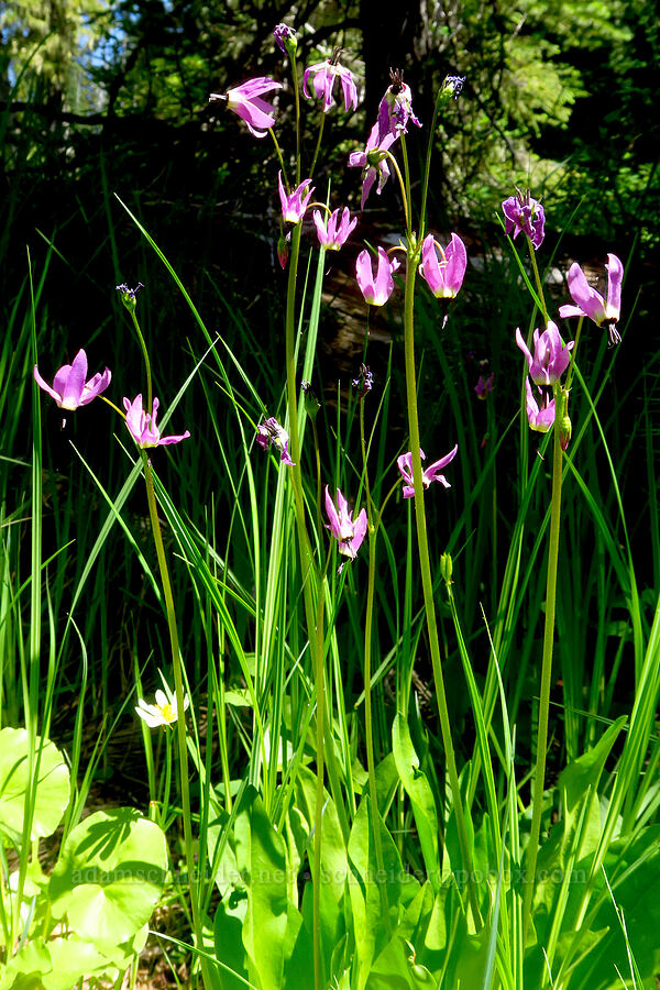 tall mountain shooting-stars (Dodecatheon jeffreyi (Primula jeffreyi)) [Gold Lake Bog Research Natural Area, Willamette National Forest, Lane County, Oregon]