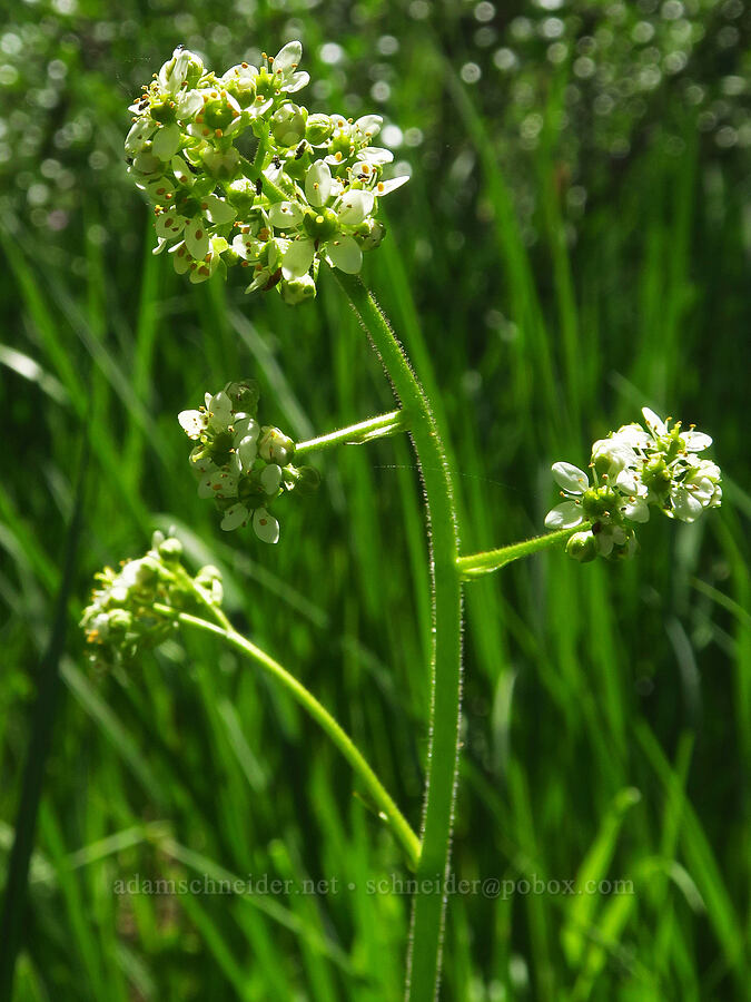 Oregon saxifrage (Micranthes oregana (Saxifraga oregana)) [Gold Lake Bog Research Natural Area, Willamette National Forest, Lane County, Oregon]
