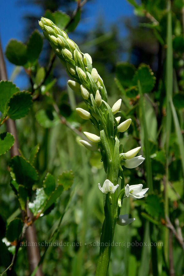 white bog orchid (Platanthera dilatata (Habenaria dilatata)) [Gold Lake Bog Research Natural Area, Willamette National Forest, Lane County, Oregon]