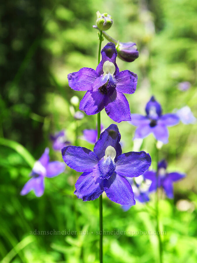 Manzies' larkspur (Delphinium menziesii) [Gold Lake Bog Research Natural Area, Willamette National Forest, Lane County, Oregon]