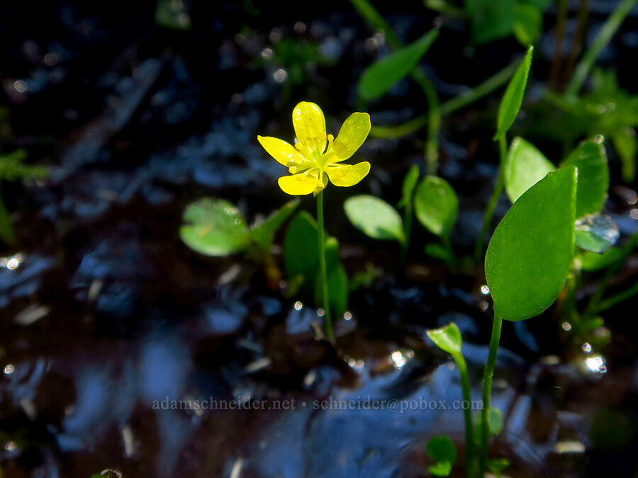 Gorman's buttercup (Ranunculus gormanii) [Gold Lake Bog Research Natural Area, Willamette National Forest, Lane County, Oregon]