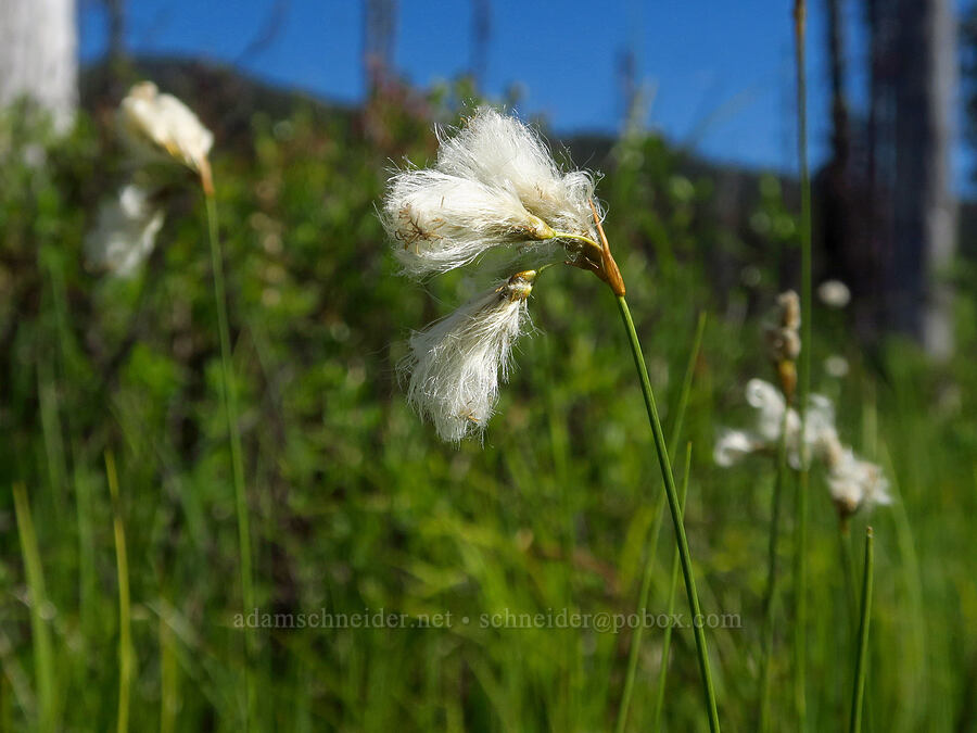 cotton-grass (Eriophorum gracile) [Gold Lake Bog Research Natural Area, Willamette National Forest, Lane County, Oregon]