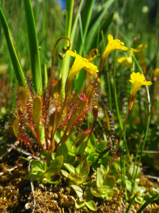 primrose monkeyflower & sundew (Erythranthe primuloides (Mimulus primuloides), Drosera anglica) [Gold Lake Bog Research Natural Area, Willamette National Forest, Lane County, Oregon]