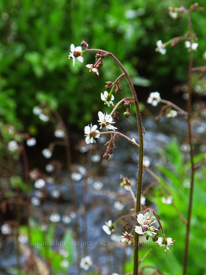 brook saxifrage (Micranthes odontoloma (Saxifraga odontoloma)) [Gold Lake Bog Research Natural Area, Willamette National Forest, Lane County, Oregon]