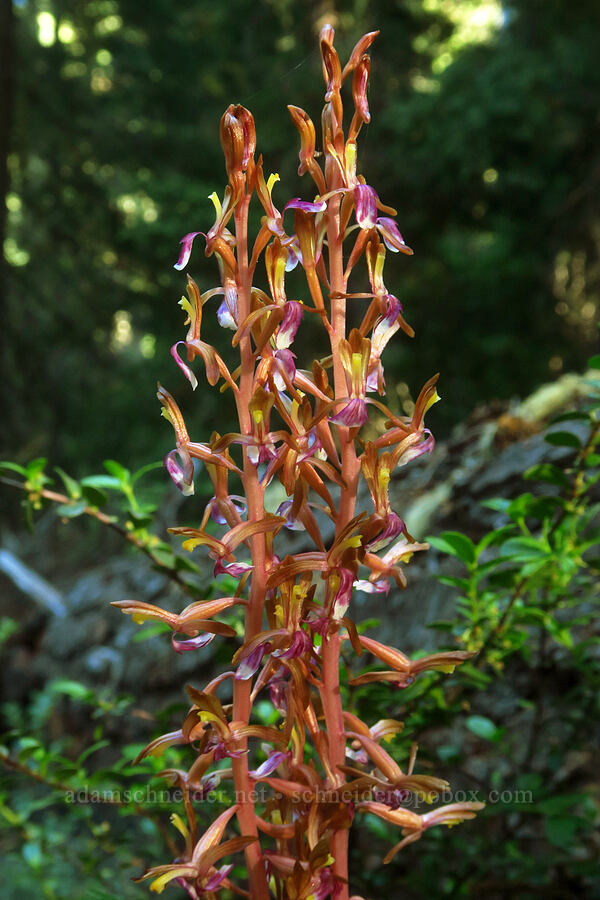 western coral-root orchid (Corallorhiza mertensiana) [Gold Lake Trail, Willamette National Forest, Lane County, Oregon]