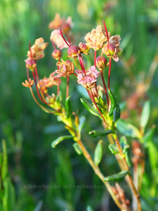bog-laurel, going to seed (Kalmia microphylla (Kalmia polifolia ssp. microphylla)) [Waldo Lake Shoreline Trail, Willamette National Forest, Lane County, Oregon]