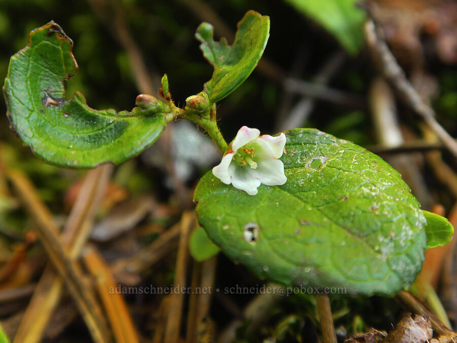 alpine wintergreen (Gaultheria humifusa) [Waldo Lake Shoreline Trail, Willamette National Forest, Lane County, Oregon]