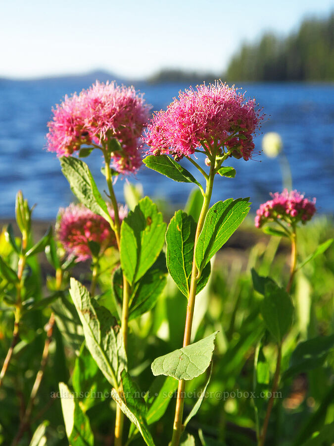 subalpine spirea (Spiraea splendens (Spiraea densiflora)) [Waldo Lake Shoreline Trail, Willamette National Forest, Lane County, Oregon]