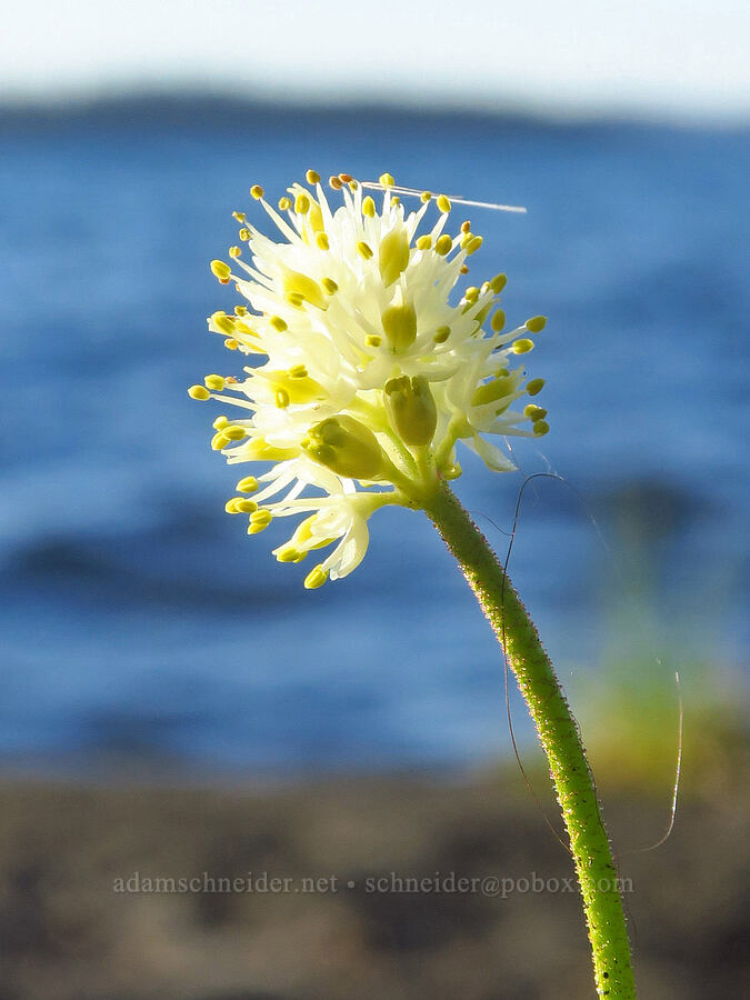 western false asphodel (Triantha occidentalis ssp. brevistyla (Tofieldia glutinosa var. brevistyla)) [Waldo Lake Shoreline Trail, Willamette National Forest, Lane County, Oregon]