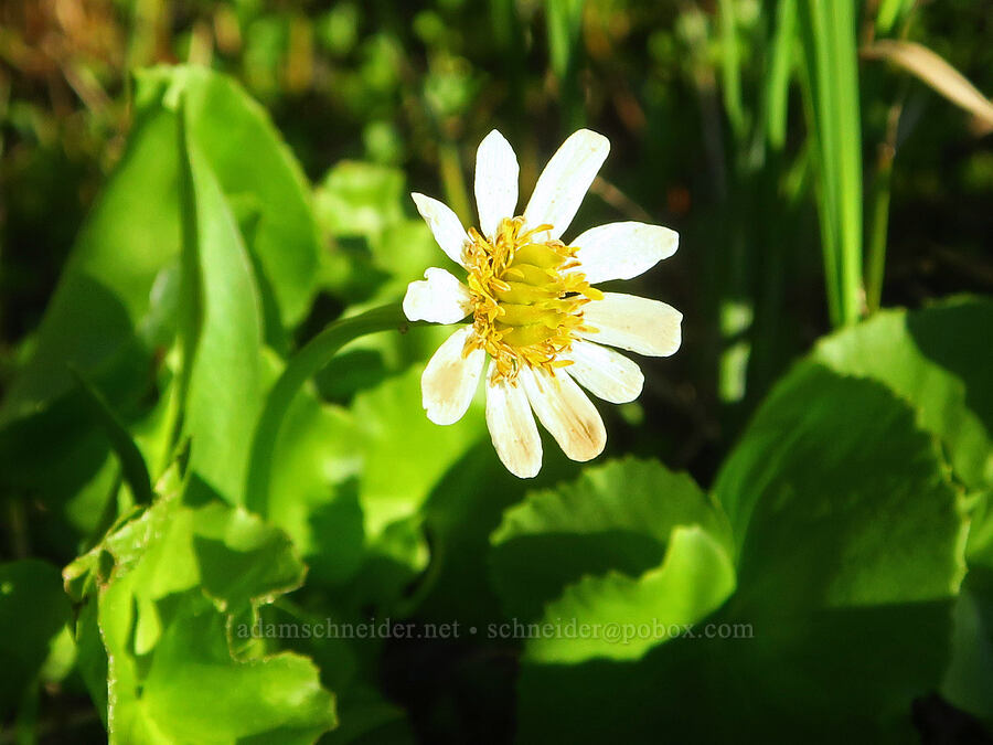 white marsh-marigold (Caltha biflora (Caltha leptosepala var. biflora)) [Waldo Lake Shoreline Trail, Willamette National Forest, Lane County, Oregon]