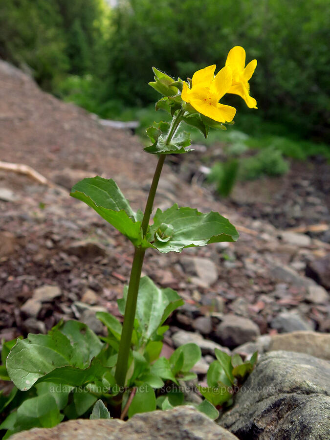 yellow monkeyflower (Erythranthe guttata (Mimulus guttatus)) [Switchback Trailhead, Olympic National Park, Clallam County, Washington]