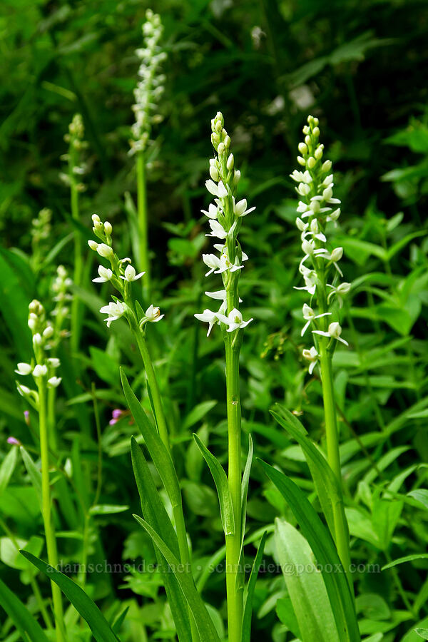 white bog orchids (Platanthera dilatata (Habenaria dilatata)) [Switchback Trailhead, Olympic National Park, Clallam County, Washington]