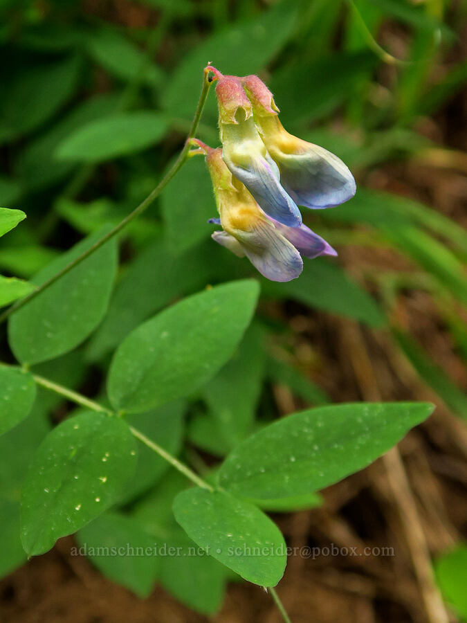 Sierra pea-vine (Lathyrus nevadensis) [Switchback Trail, Olympic National Park, Clallam County, Washington]