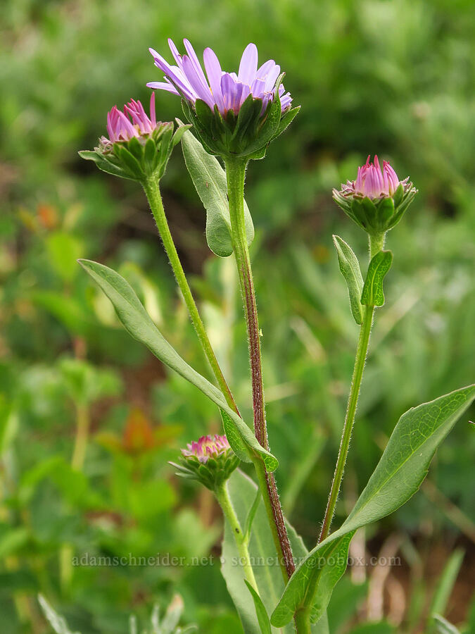 leafy-bract aster (Symphyotrichum foliaceum) [Switchback Trail, Olympic National Park, Clallam County, Washington]