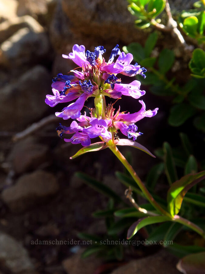 small-flowered penstemon (Penstemon procerus) [Mount Angeles summit trail, Olympic National Park, Clallam County, Washington]
