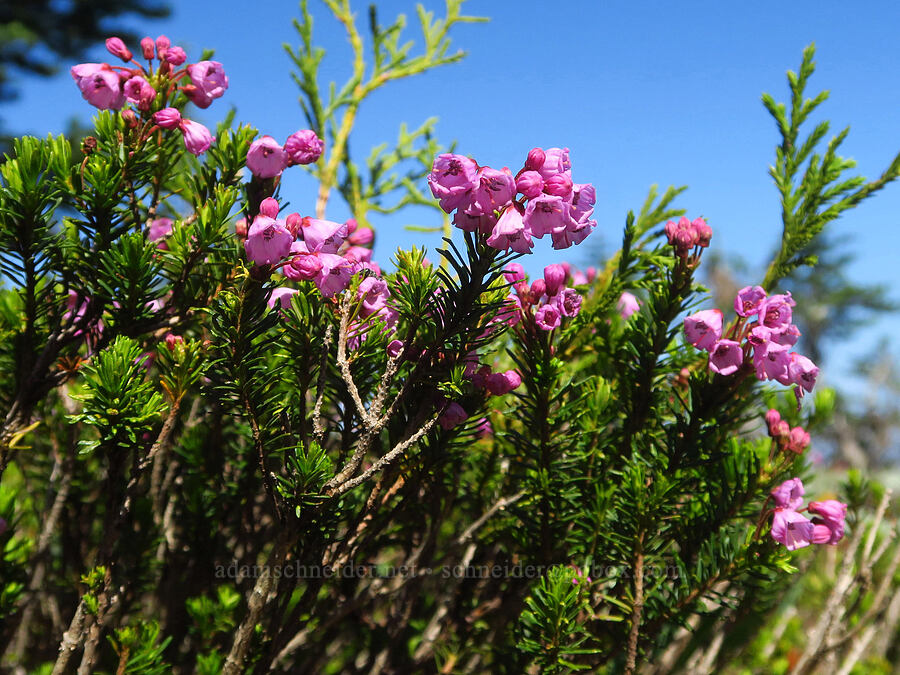 pink mountain heather (Phyllodoce empetriformis) [Mount Angeles summit trail, Olympic National Park, Clallam County, Washington]