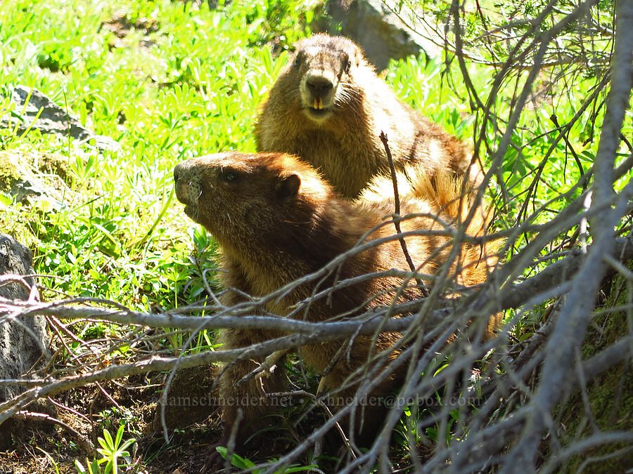 Olympic marmots (Marmota olympus) [Mount Angeles summit trail, Olympic National Park, Clallam County, Washington]
