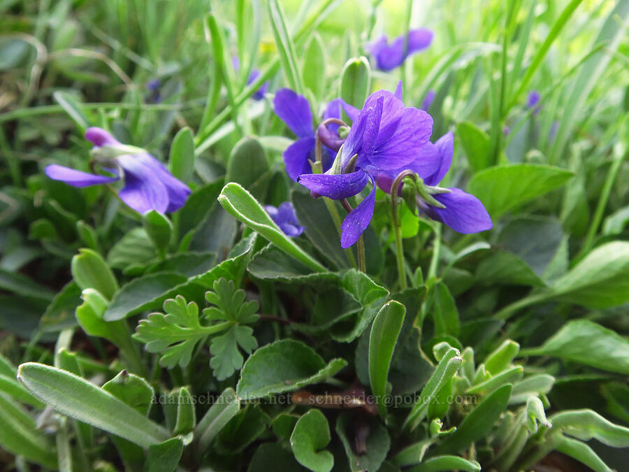 early blue violets (Viola adunca) [Mount Angeles summit trail, Olympic National Park, Clallam County, Washington]