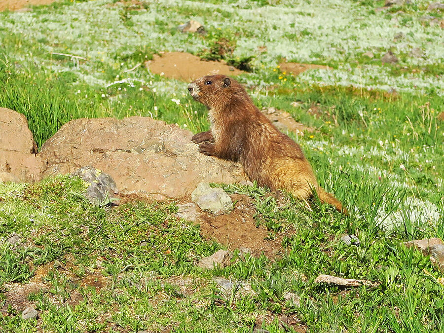 Olympic marmot (Marmota olympus) [Mount Angeles summit trail, Olympic National Park, Clallam County, Washington]