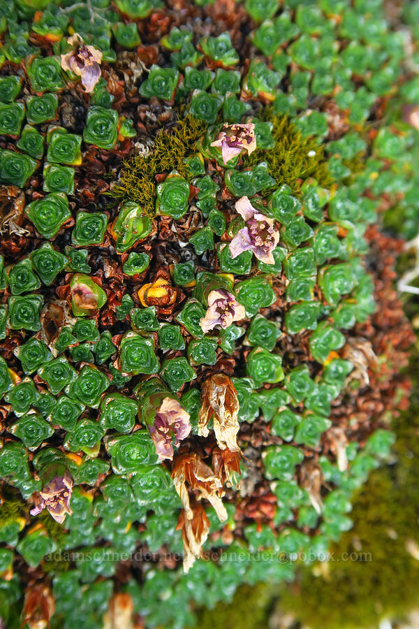purple saxifrage, going to seed (Saxifraga oppositifolia) [Mount Angeles, Olympic National Park, Clallam County, Washington]