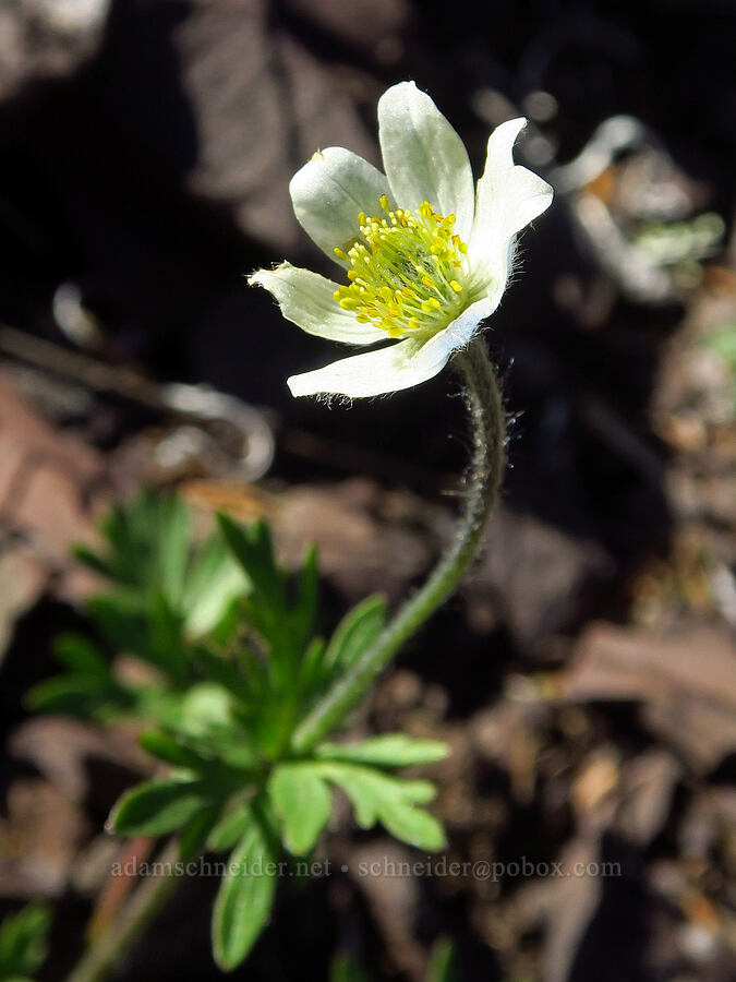 Drummond's anemone (?) (Anemone drummondii) [Mount Angeles, Olympic National Park, Clallam County, Washington]