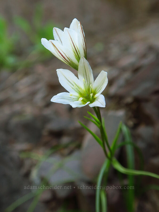 alp lilies (Lloydia serotina (Gagea serotina)) [Mount Angeles, Olympic National Park, Clallam County, Washington]
