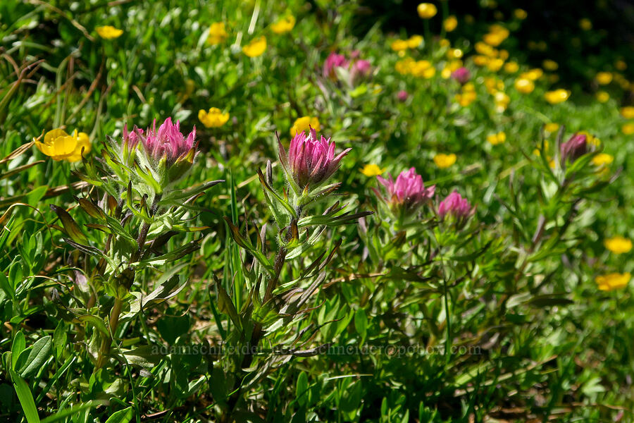 Olympic paintbrush & buttercups (Castilleja parviflora var. olympica, Ranunculus eschscholtzii) [Mount Angeles, Olympic National Park, Clallam County, Washington]