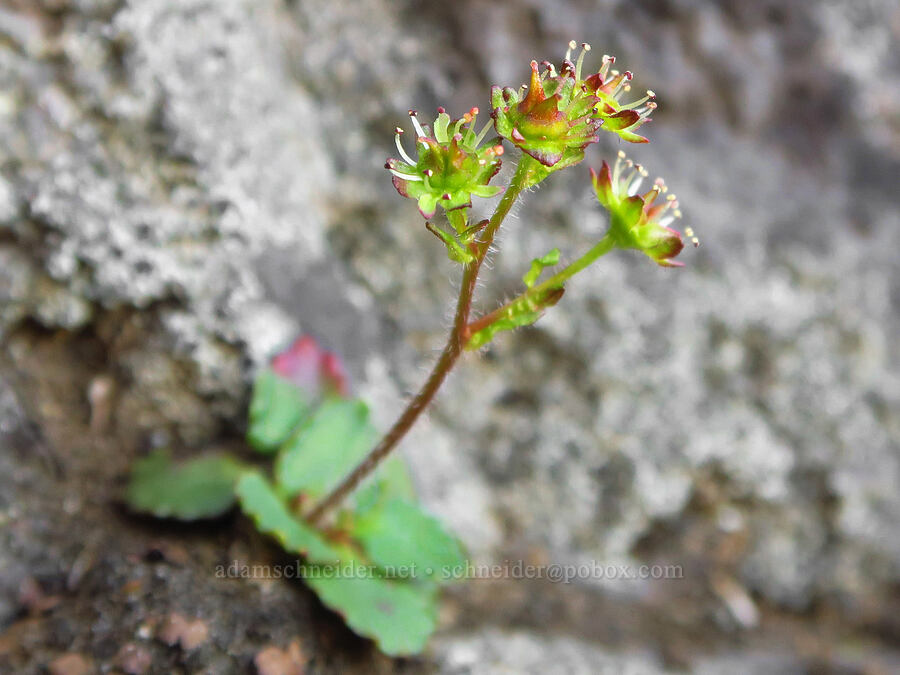 Olympic saxifrage (Micranthes tischii) [Mount Angeles, Olympic National Park, Clallam County, Washington]