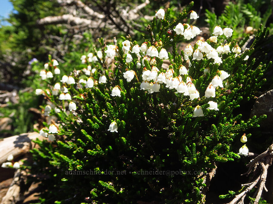 white mountain heather (Cassiope mertensiana) [Mount Angeles, Olympic National Park, Clallam County, Washington]