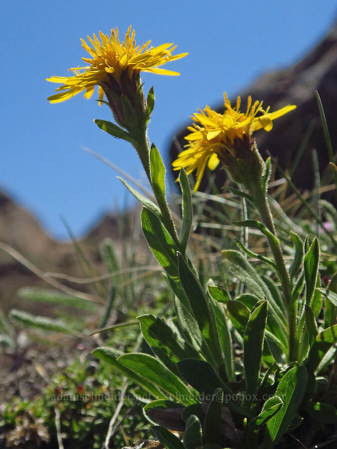 Lyall's goldenweed (Tonestus lyallii (Haplopappus lyallii)) [Mount Angeles, Olympic National Park, Clallam County, Washington]