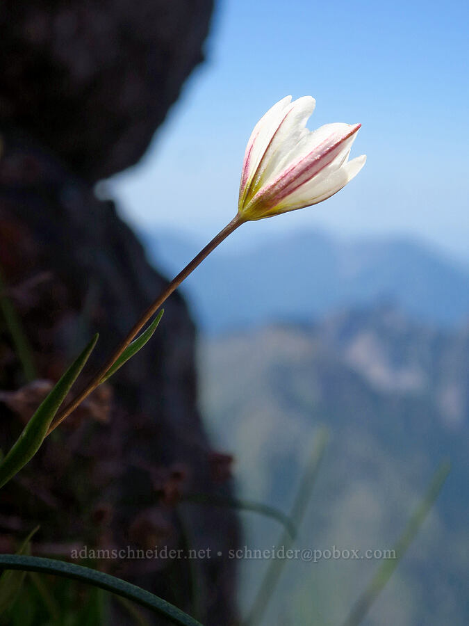 alp lily (Lloydia serotina (Gagea serotina)) [Mount Angeles, Olympic National Park, Clallam County, Washington]