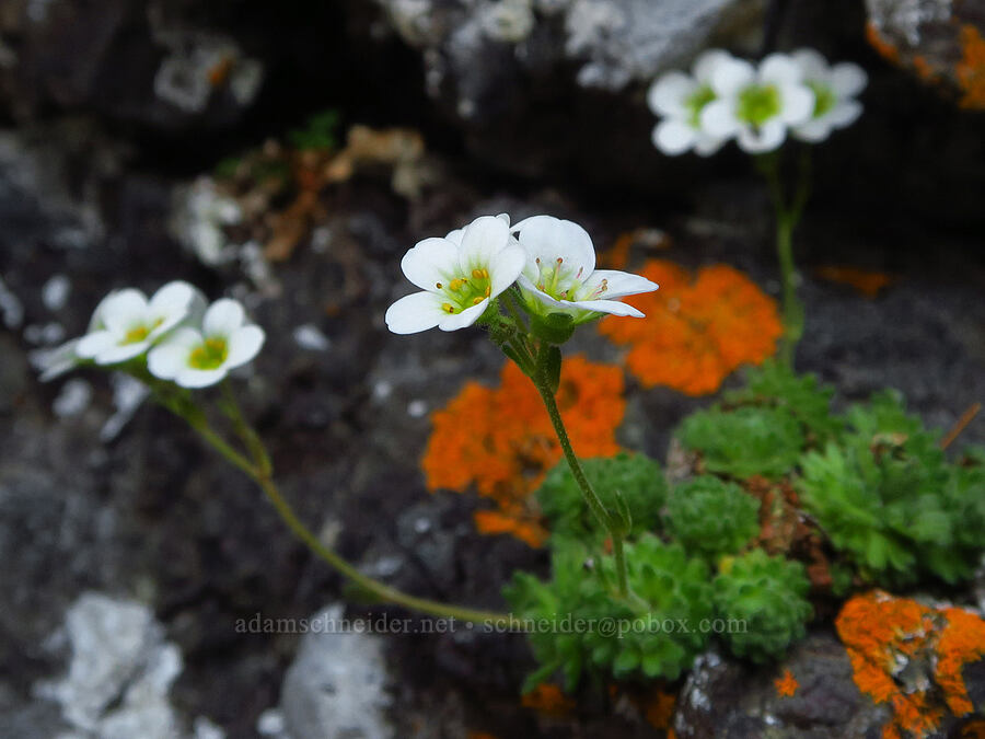 tufted saxifrage (Saxifraga cespitosa (Saxifraga caespitosa)) [Mount Angeles, Olympic National Park, Clallam County, Washington]