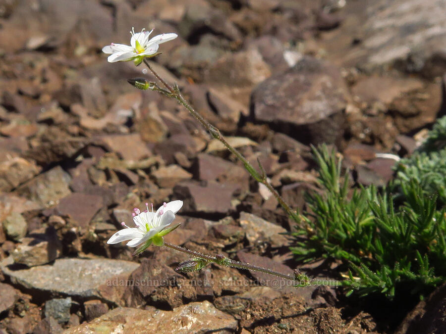boreal sandwort (Minuartia rubella (Arenaria rubella) (Sabulina rubella)) [Mount Angeles, Olympic National Park, Clallam County, Washington]