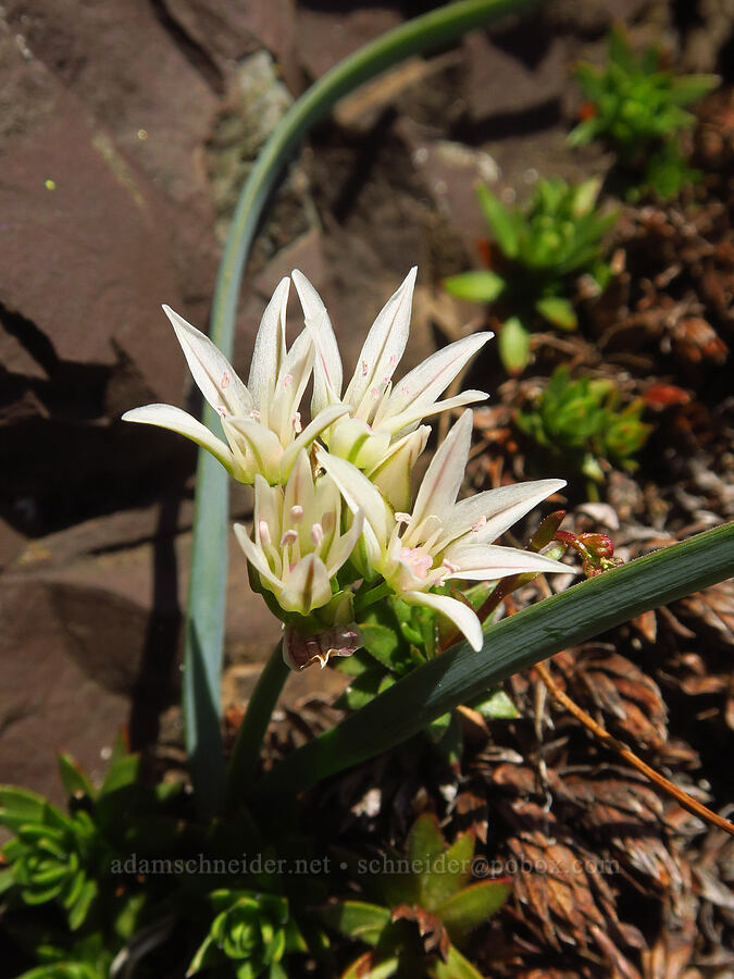 Olympic onion (Allium crenulatum) [Mount Angeles, Olympic National Park, Clallam County, Washington]