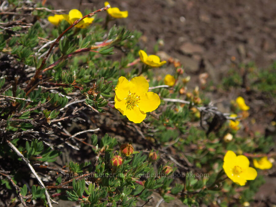 shrubby cinquefoil (Dasiphora fruticosa (Potentilla fruticosa)) [Mount Angeles, Olympic National Park, Clallam County, Washington]