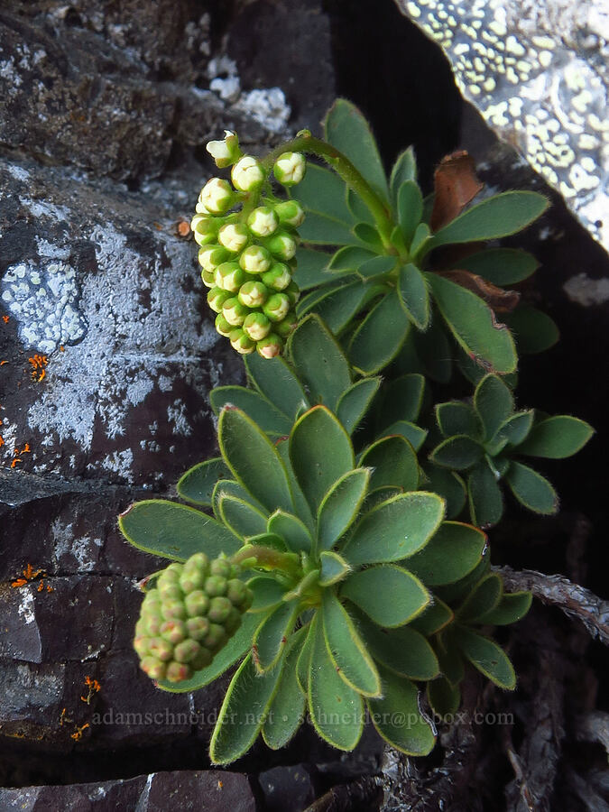 Olympic rock-mat, budding (Petrophytum hendersonii (Petrophyton hendersonii)) [Mount Angeles, Olympic National Park, Clallam County, Washington]