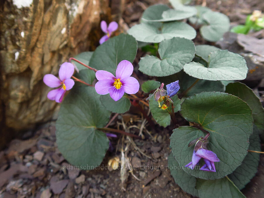 Olympic violets (Viola flettii) [Mount Angeles, Olympic National Park, Clallam County, Washington]