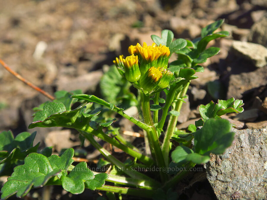 Flett's ragwort (Packera flettii (Senecio flettii)) [Heather Park Trail, Olympic National Park, Clallam County, Washington]